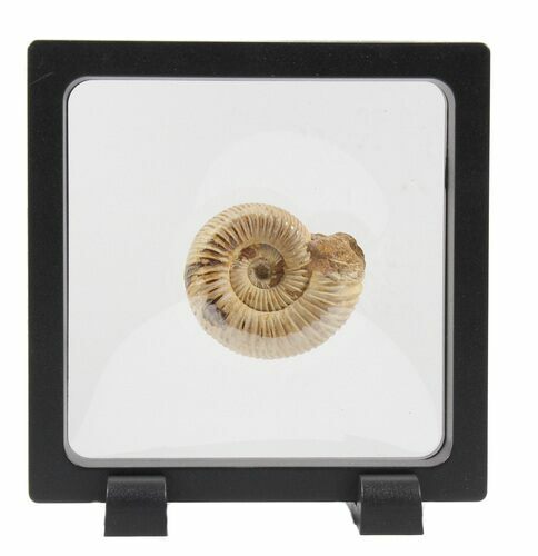 Perisphinctes Ammonite Fossil In Display Case #40018